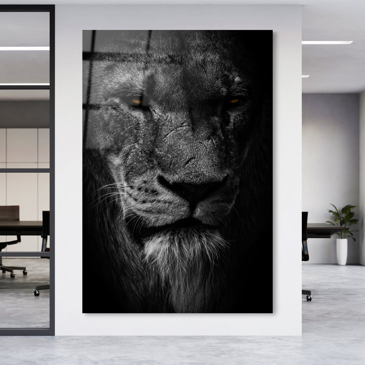 Löwe – Goldener Blick
