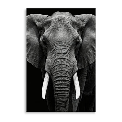 Elefant in Schwarz-Weiß