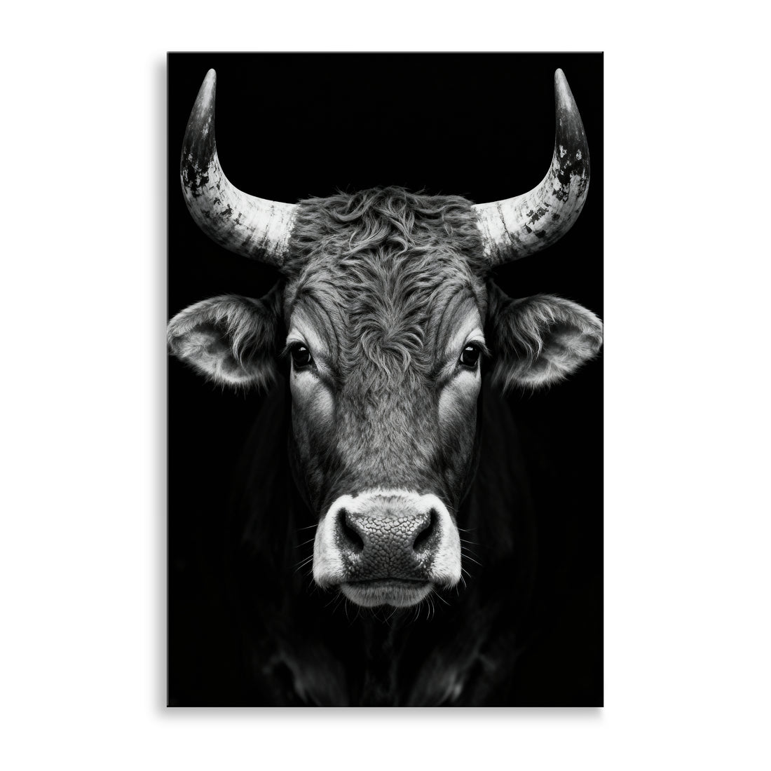 Stier in Schwarz-Weiß