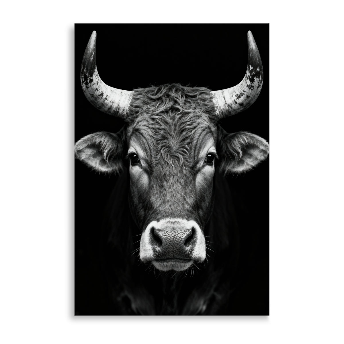 Stier in Schwarz-Weiß