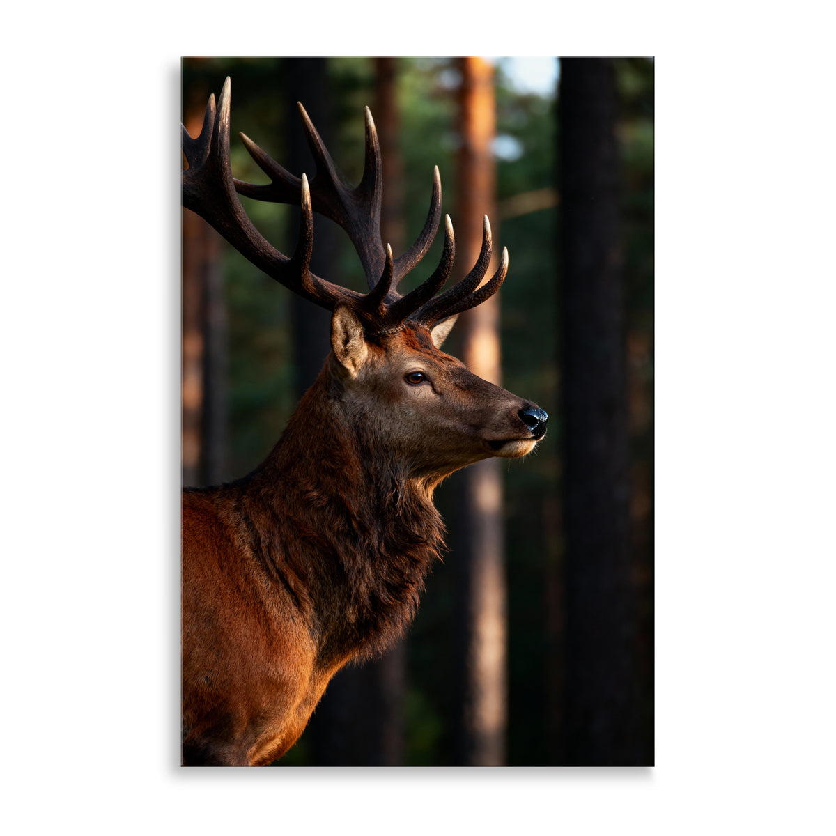 Majestätischer Hirsch im Wald
